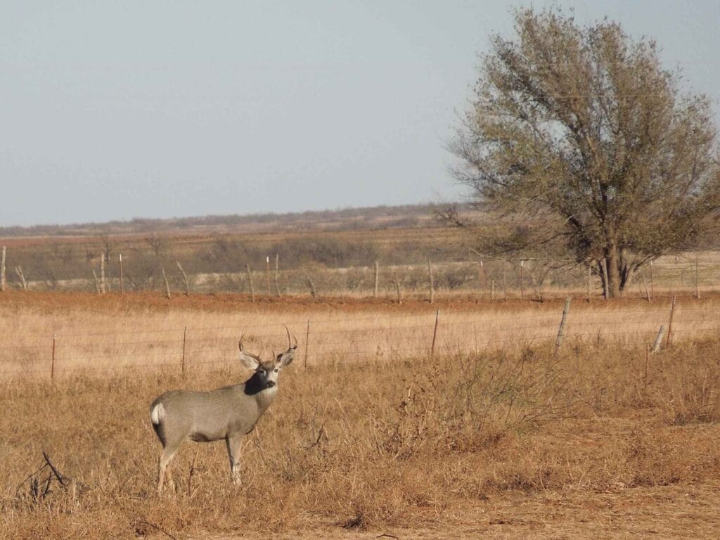 Transmogrification of The Soul: The Reliable Rebirth Narrative of the Great American Road Trip