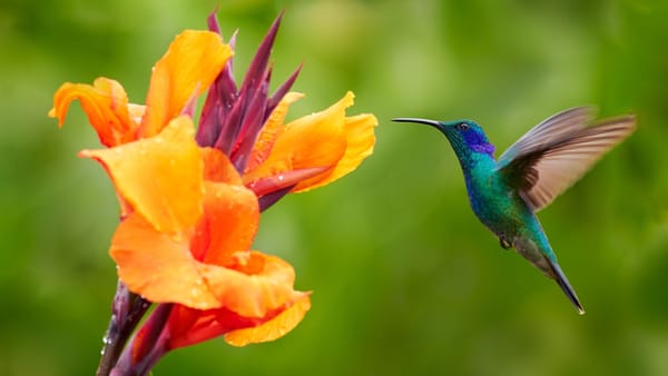 Neither Fish nor Foul: The Subtlest Scents of Female Arousal